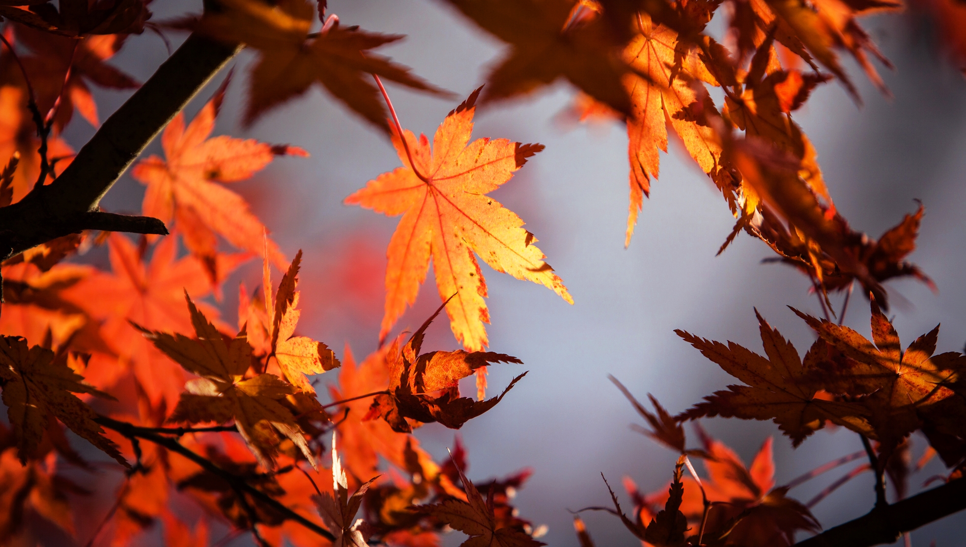 一望見楓紅，便感到濃濃秋意，除此之外，楓葉更是加拿大的象徵。2017「Streets Alive!」將「Maple Masterpieces」訂為年度主題，藉藝術家之手，一同慶祝加拿大150年國慶及奧里利亞創鎮第150週年。