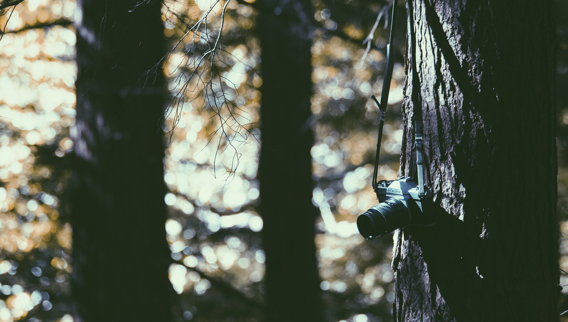 透過自然攝影，人們以第三者的角度捕捉自然界的景色變換、生命流變。（Photo©Stocksnap）
