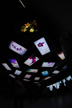 林俊廷和奇美企業合作，參與台南縣政府舉辦的「國際蘭花展」，林俊廷以互動裝置或近拍影像將蘭花的顏色調整得鮮美奪目，發揮奇美液晶螢幕本身的優點，其為作品《花絮－飄浮詩篇》。